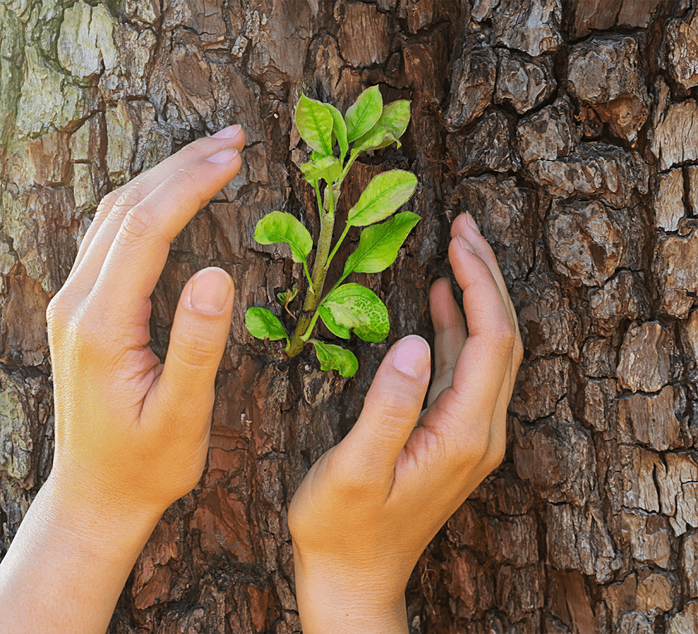 Nouvelle pousse arbre