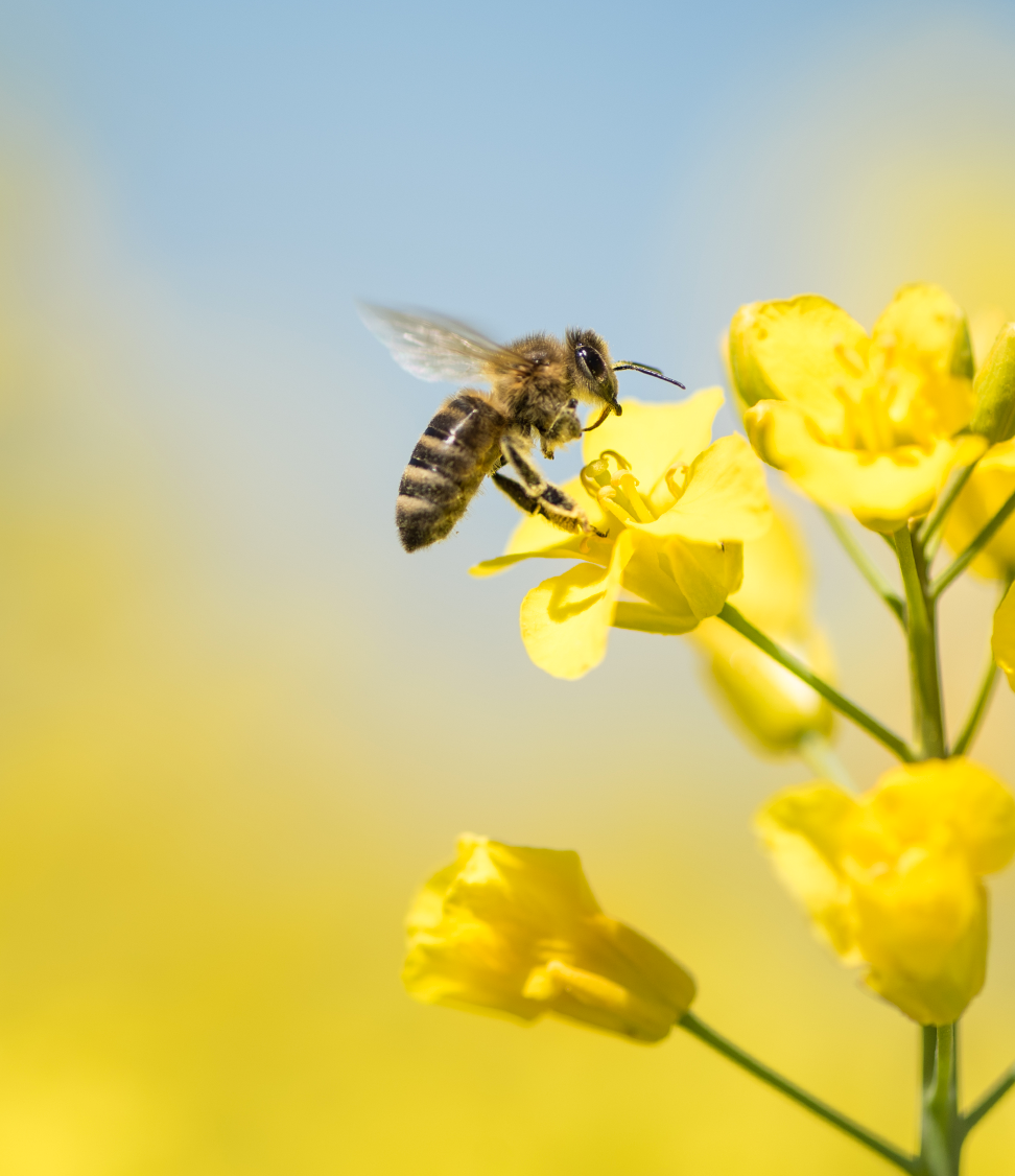 Abeille fleurs